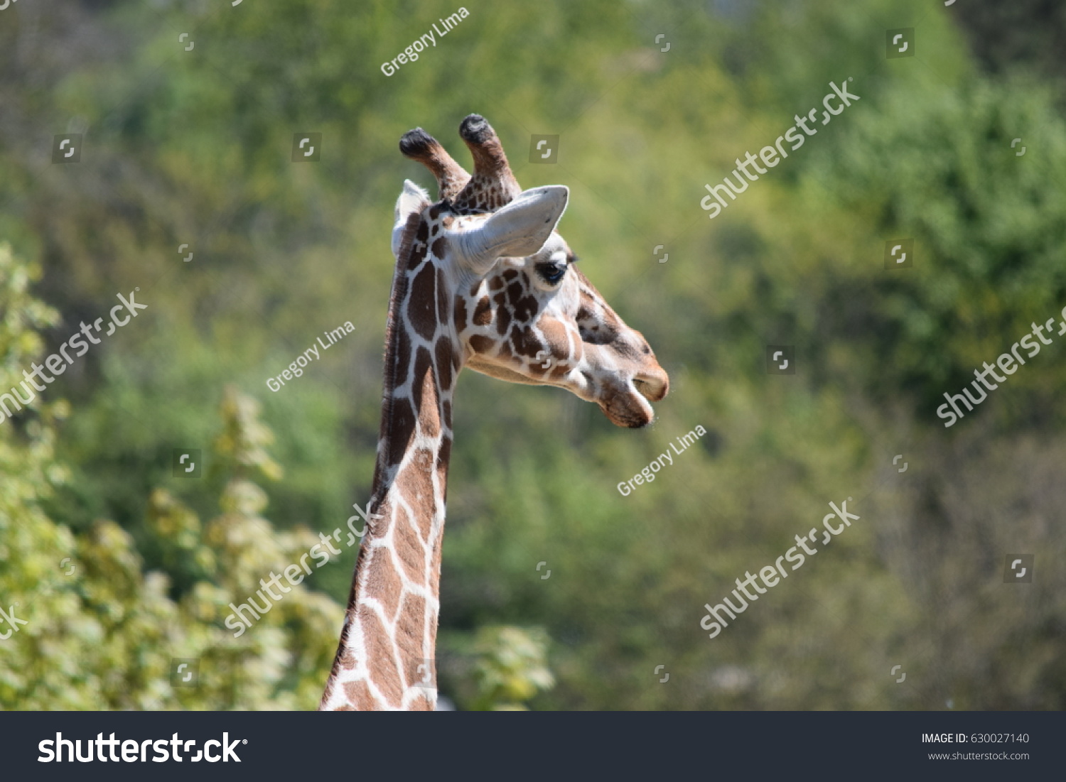 Giraffe French Zoo Stock Photo (Edit Now) 630027140