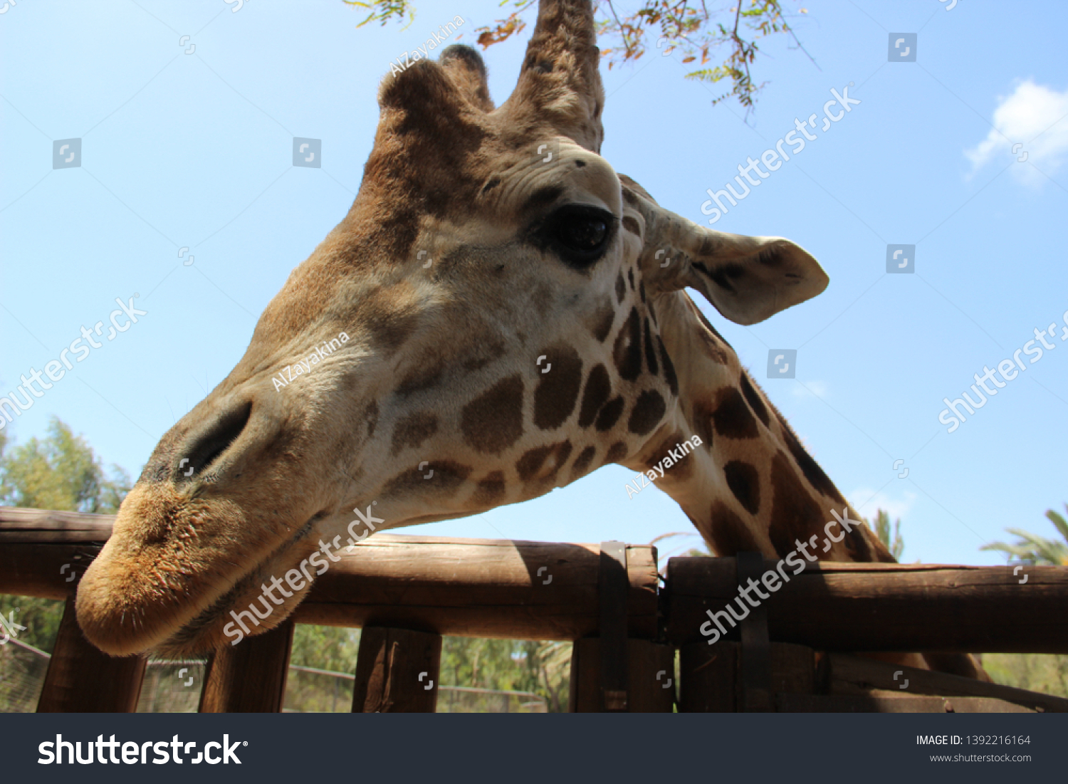 Giraffe Zoo On Fuerteventura Oasis Park Stock Photo 1392216164 ...