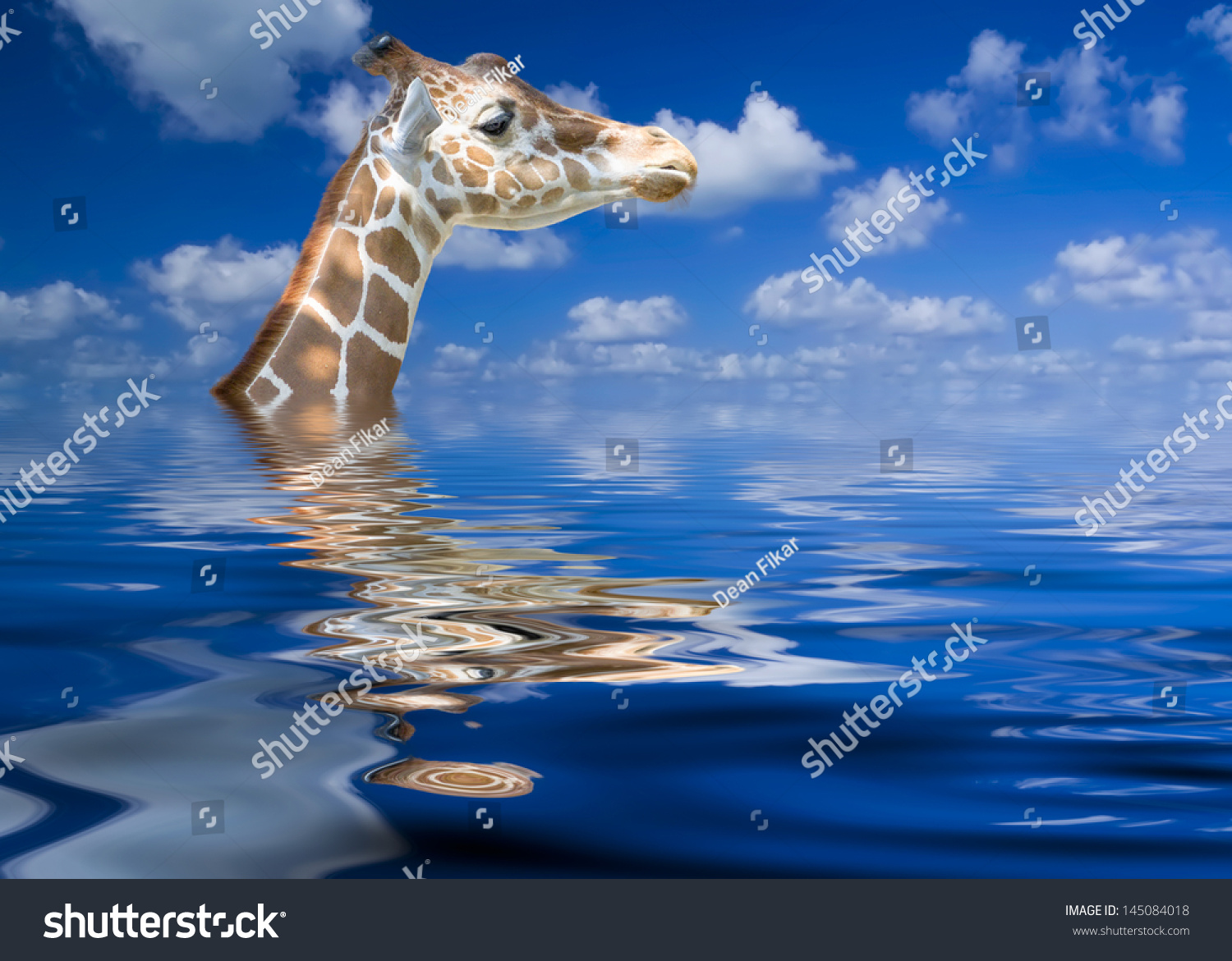 1,666 Giraffe swimming Images, Stock Photos & Vectors | Shutterstock