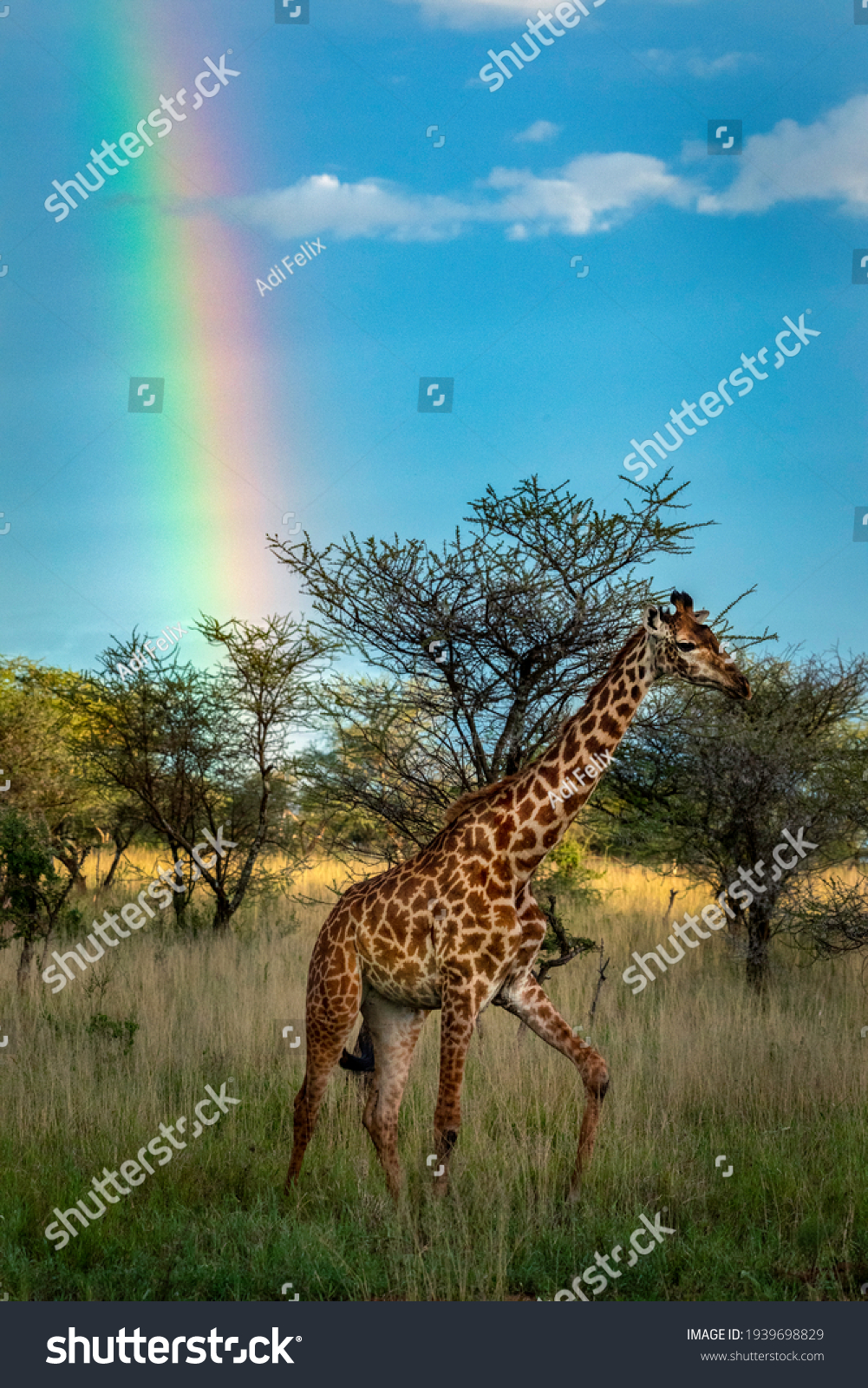 228 Giraffe Rainbow Stock Photos, Images & Photography 