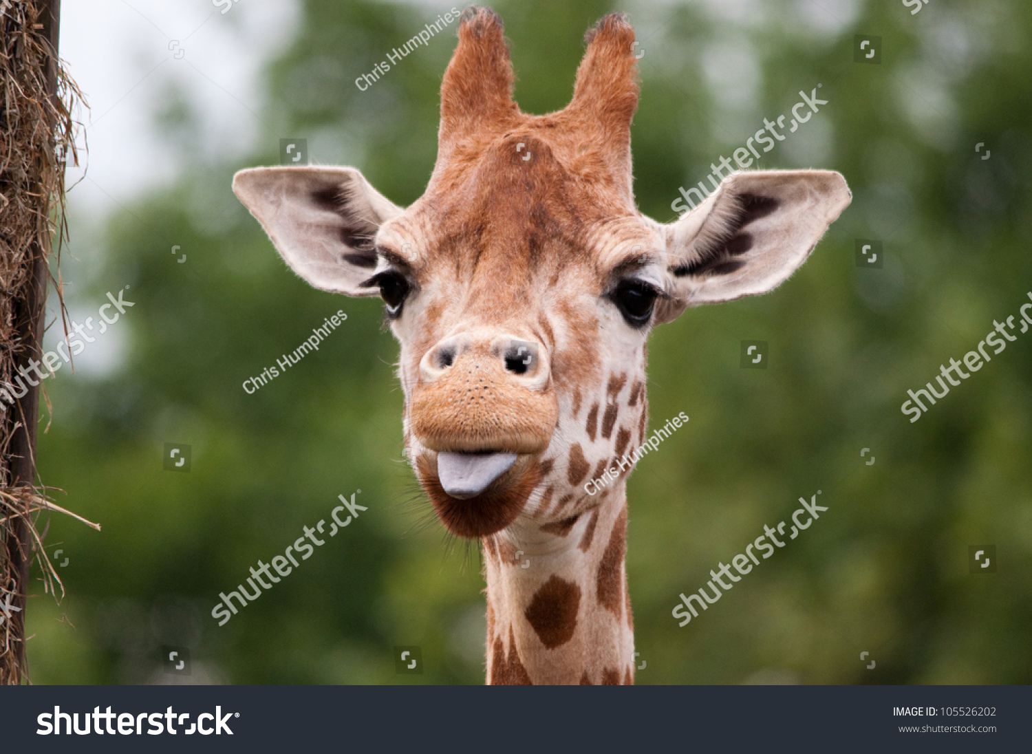 Giraffe Sticking His Tongue Out Stock Photo 105526202 - Shutterstock