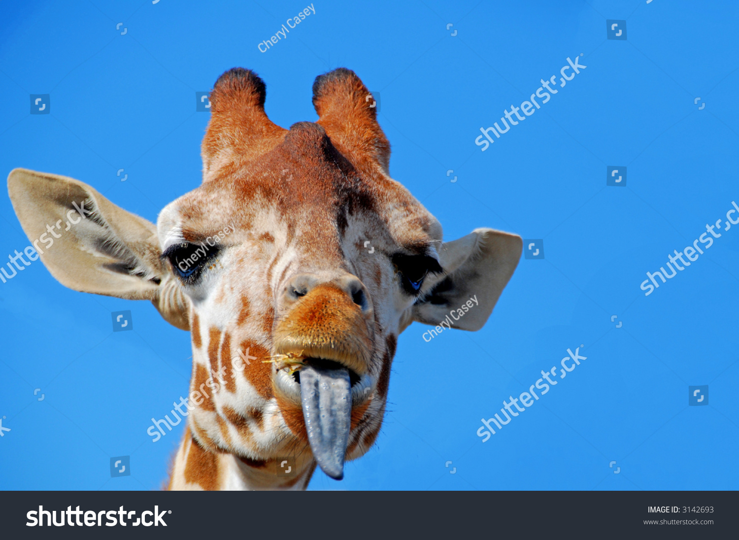 Giraffe Sticking Out Tongue Stock Photo 3142693 - Shutterstock