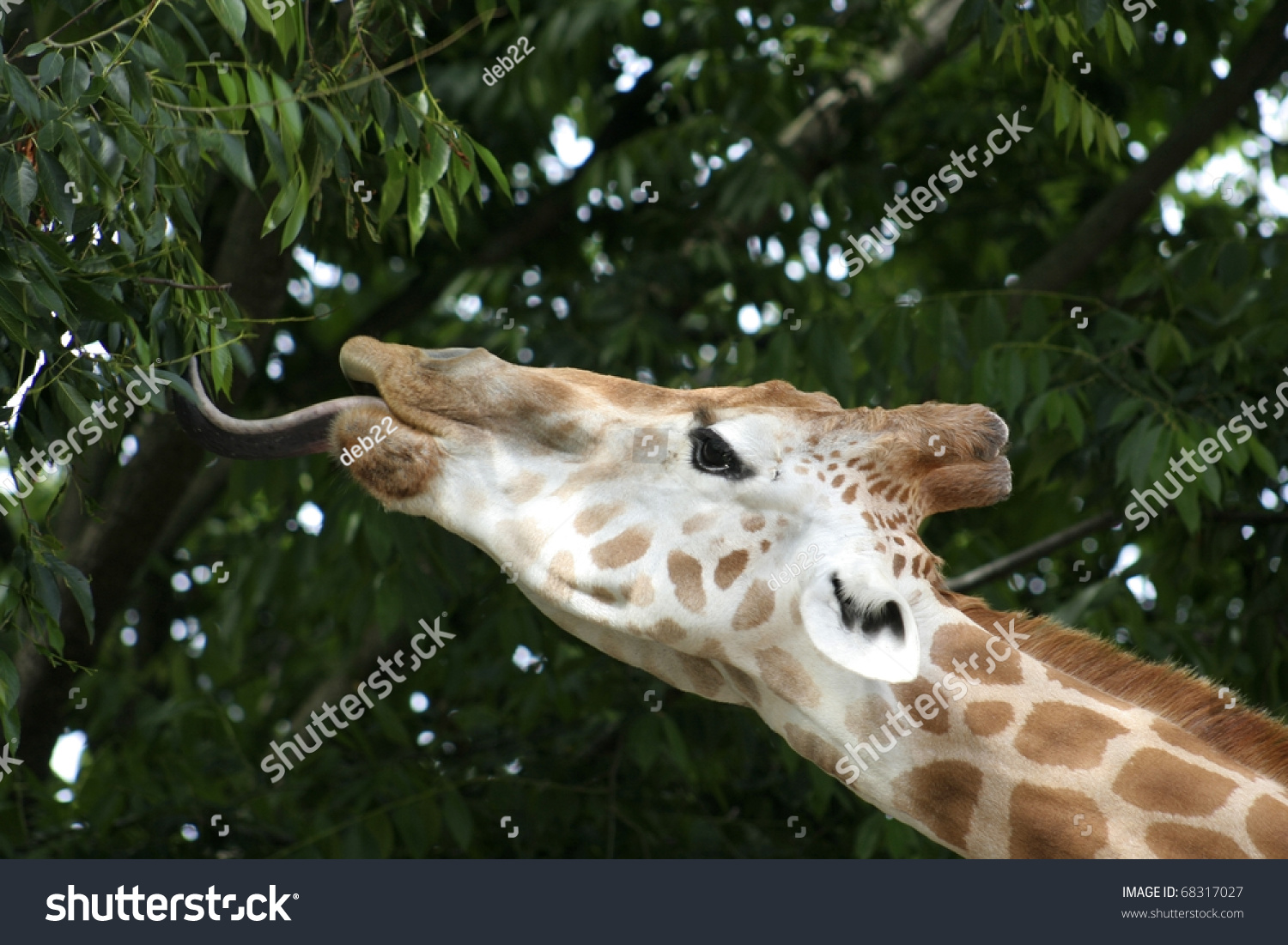 Giraffe Stretches His Long Tongue Out To Feed At A Sydney Zoo ...