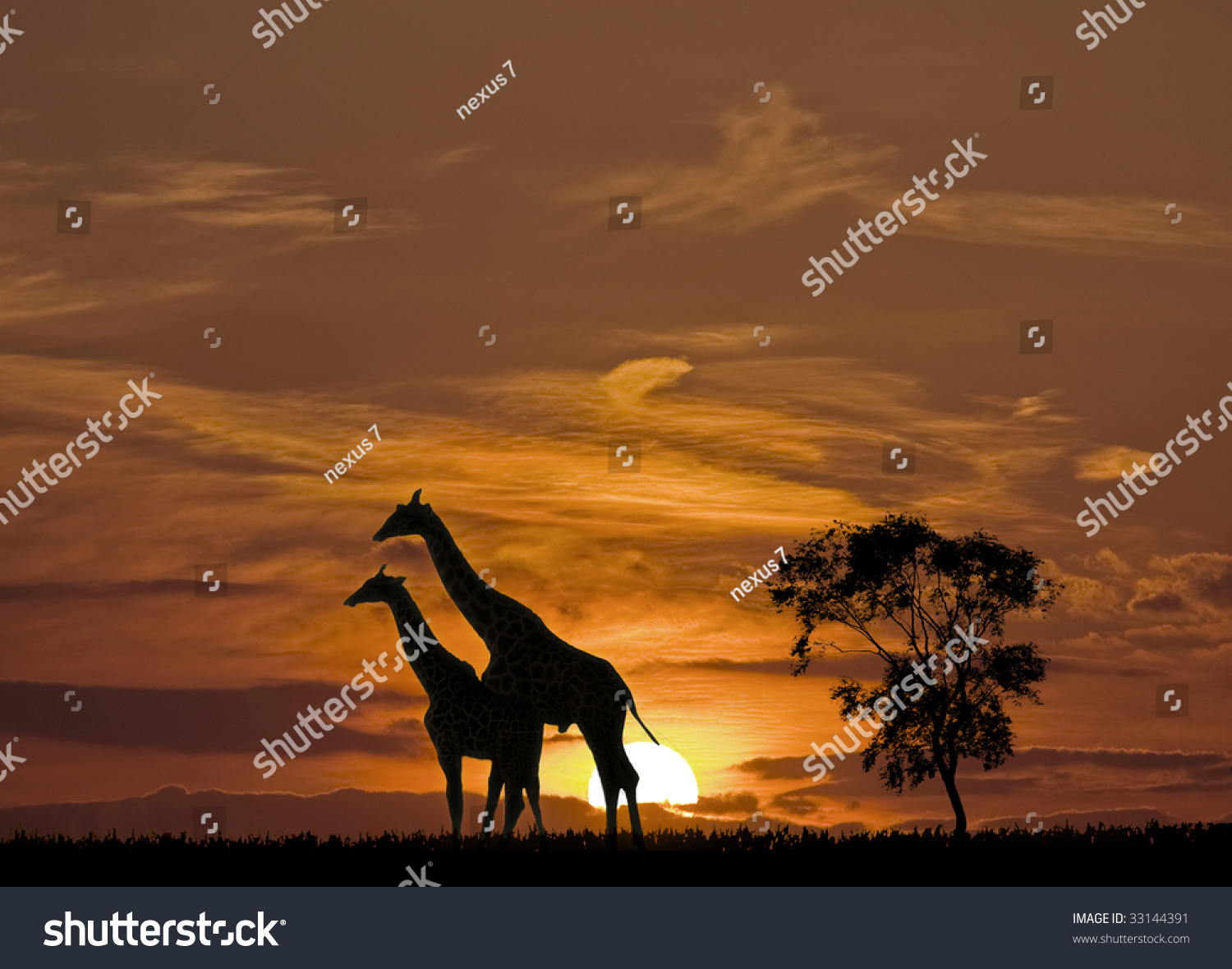 Giraffes And The Sunset In Africa Stock Photo 33144391 : Shutterstock