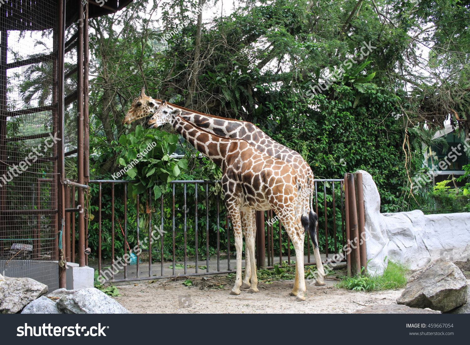 Giraffe in malay