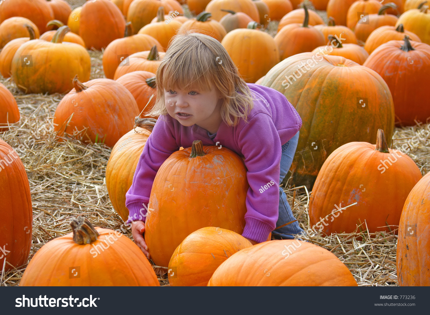 Girl In Pumpkin Patch Stock Photo 773236 : Shutterstock
