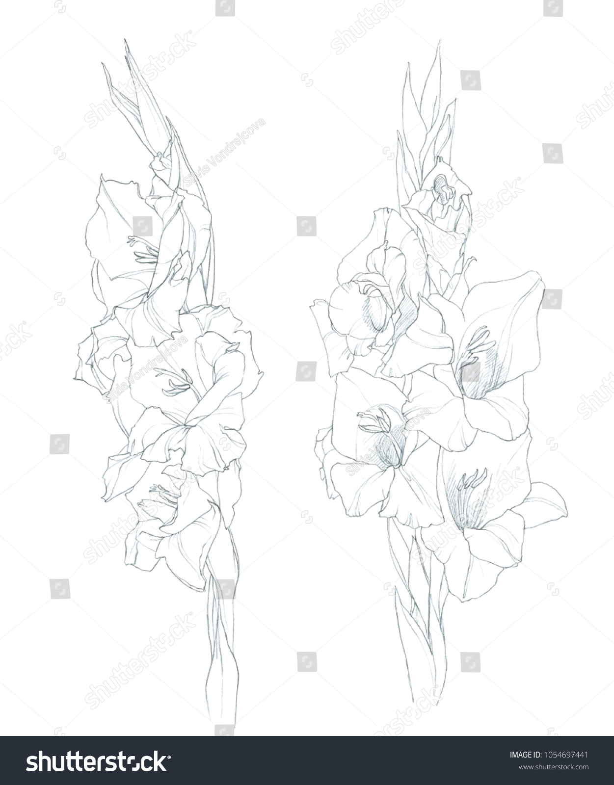 Gladiolus Garden Flower Hand Pencil Drawings のイラスト素材