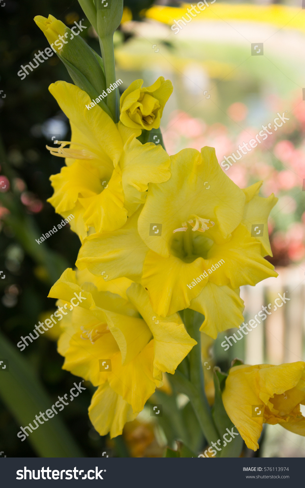 9,565 Yellow gladiolus Images, Stock Photos & Vectors | Shutterstock