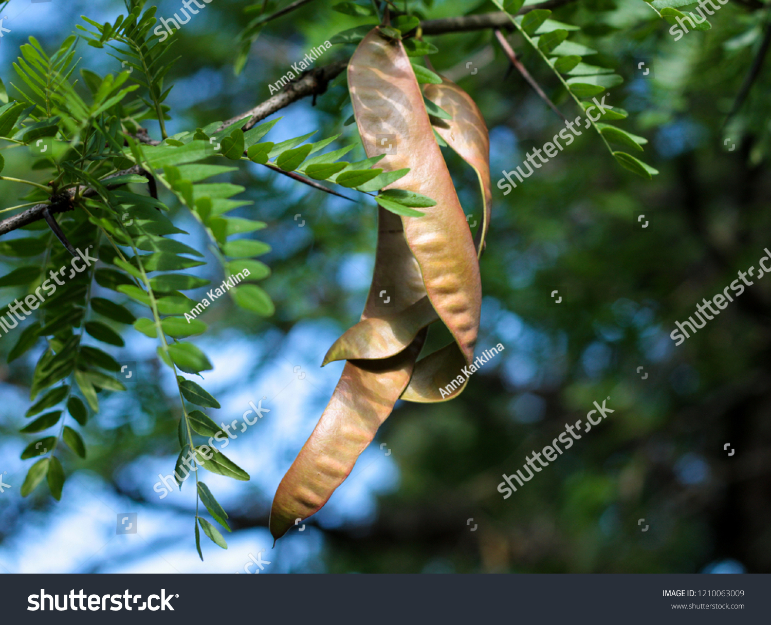 Gledicia Threelobed Gledicia Vulgaris Latin Gleditsia Stock Photo (Edit ...