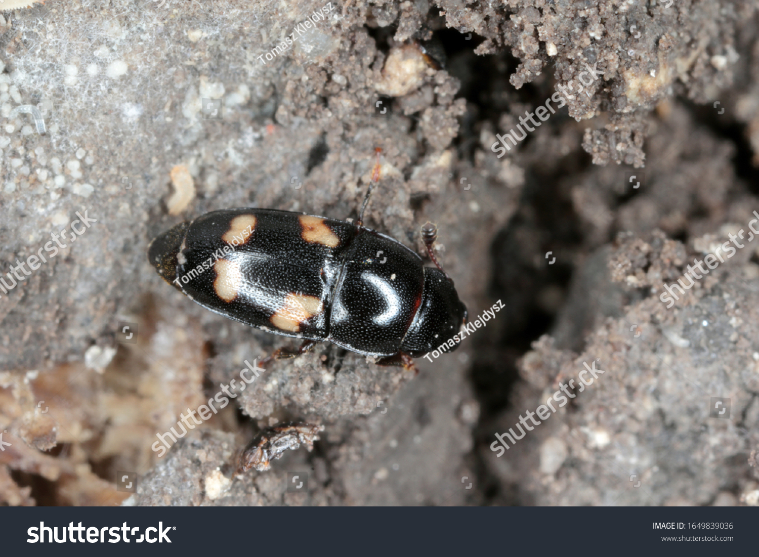 416 Picnic beetles Images, Stock Photos & Vectors | Shutterstock