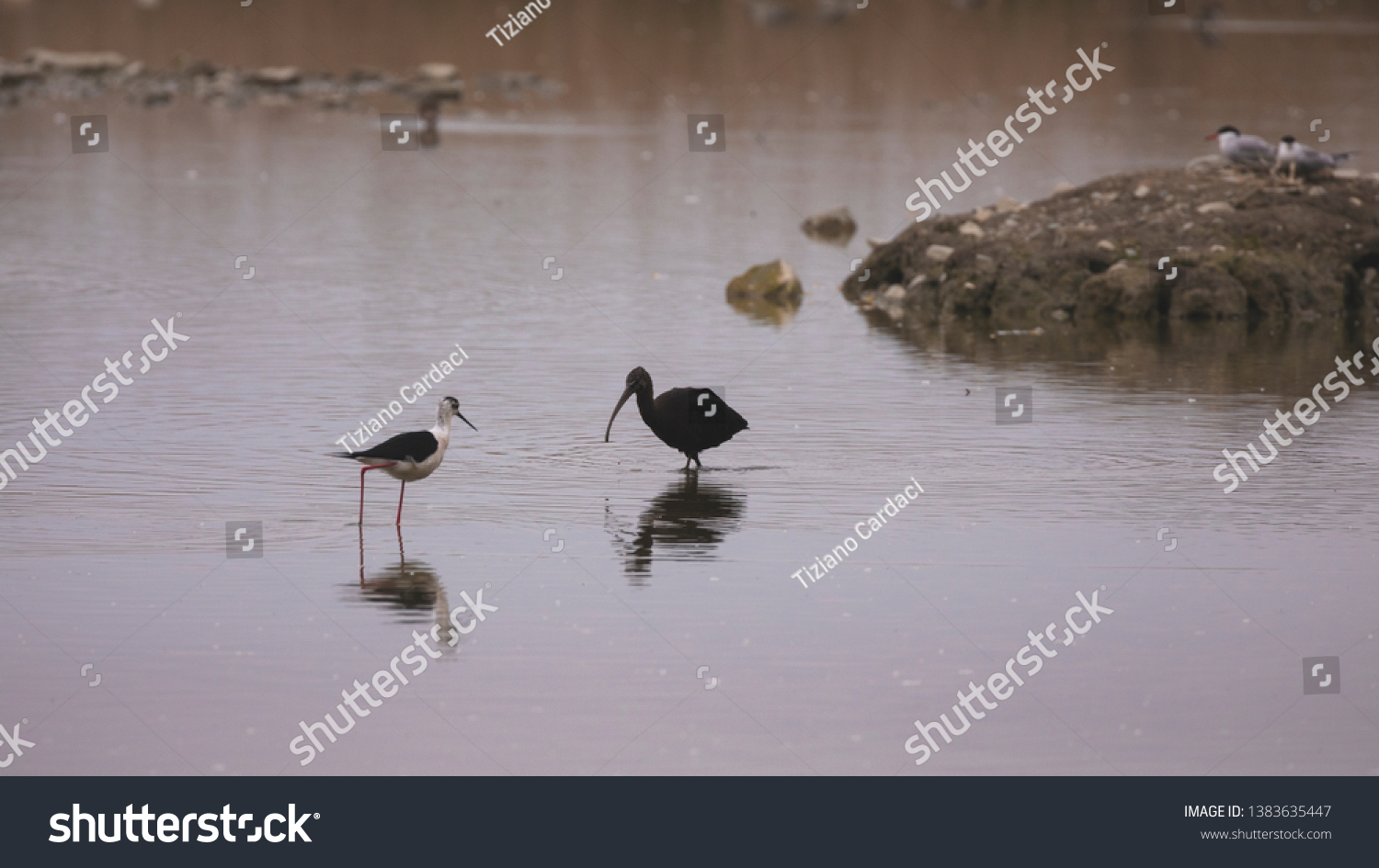 bird-ibis-free-stock-photo-public-domain-pictures