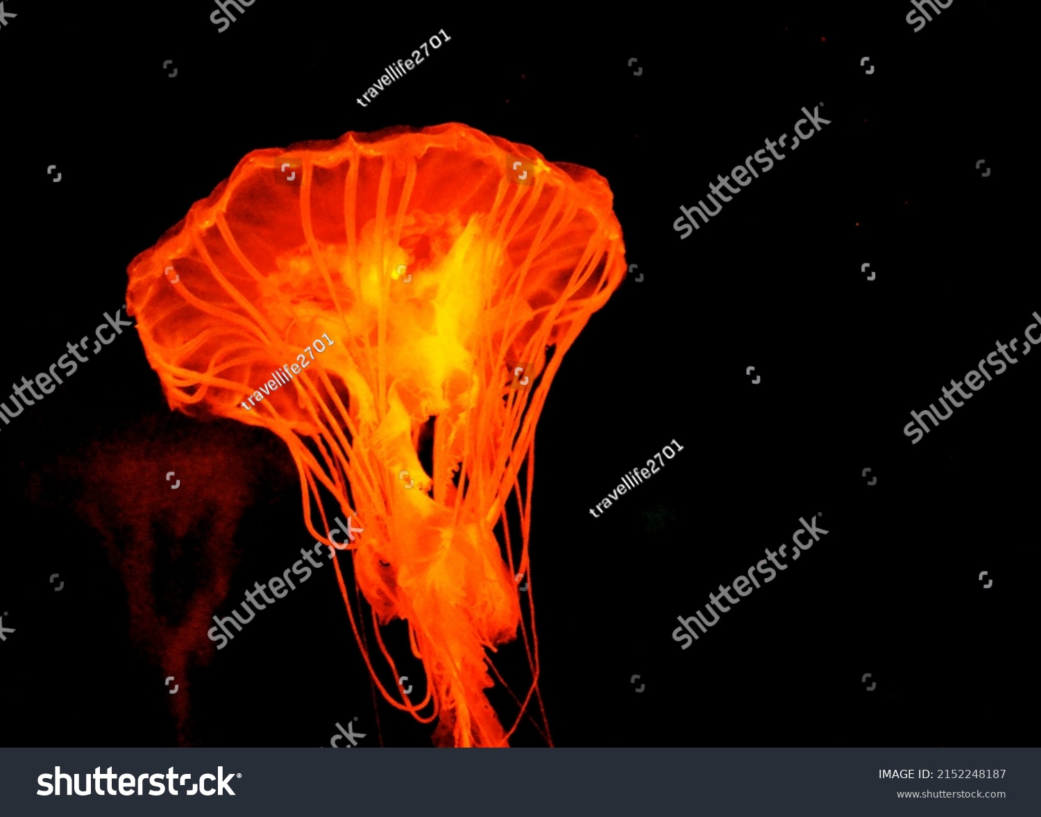 Glow Dark Jellyfish Stock Photo 2152248187 | Shutterstock