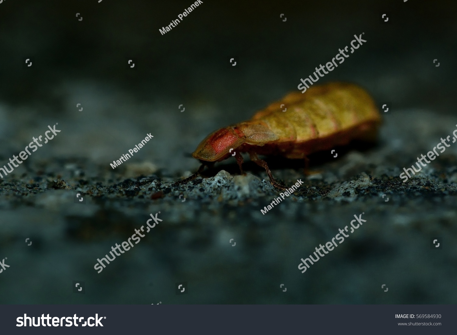 Glow Worm Lampyris Noctiluca Female Night Stock Photo Edit Now