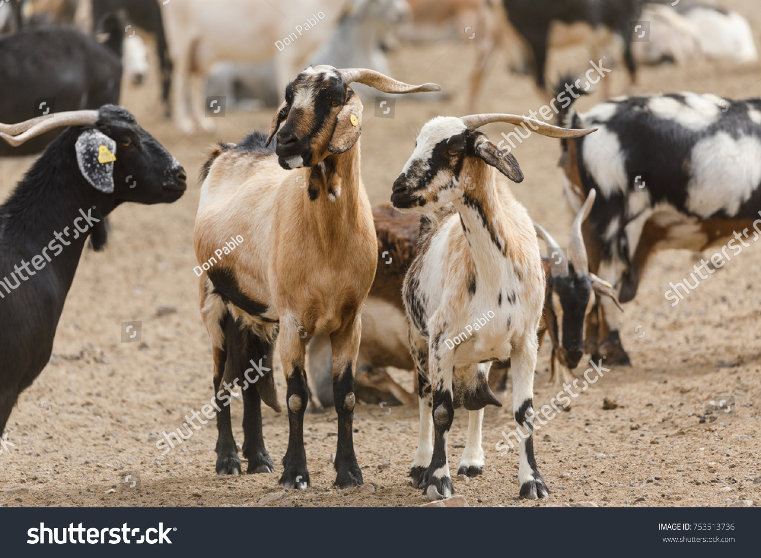 Goat Flock Naked Mountains Stock Photo 753513736 Shutterstock