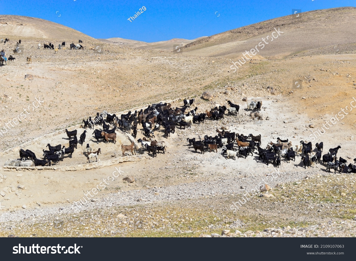 Goat Flock Naked Mountains Herd Bedouin Stock Photo Edit Now