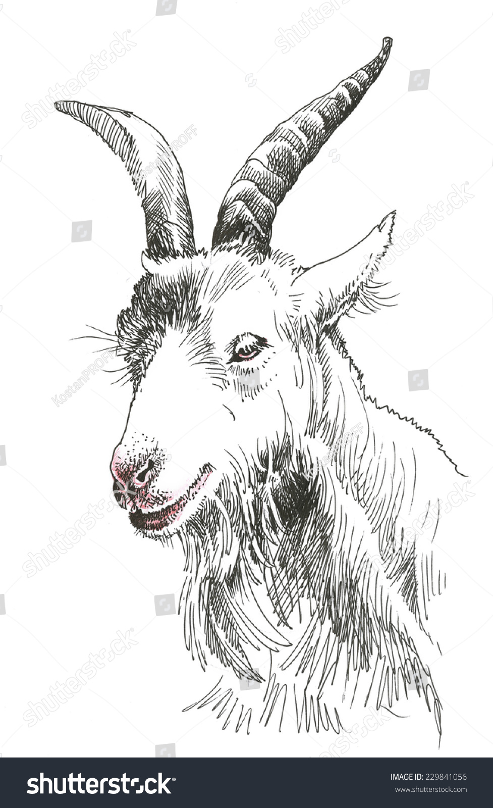 Goat Head Hand Drawn Isolated On White Background Stock Photo 229841056