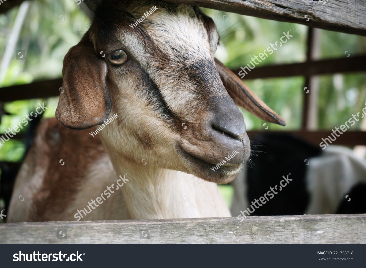 Goat Farm Malaysia Traditional Goat Farm Stock Photo Edit Now 721758718