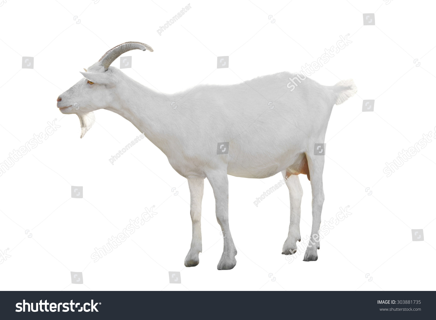 Goat Isolated On White Background Stock Photo (Edit Now) 303881735