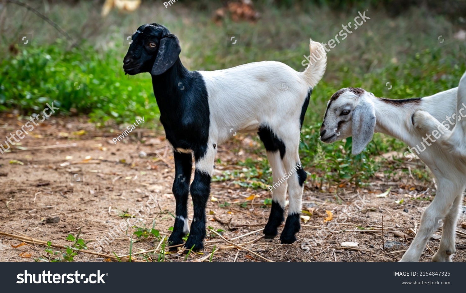 9-103-indian-goats-images-stock-photos-vectors-shutterstock