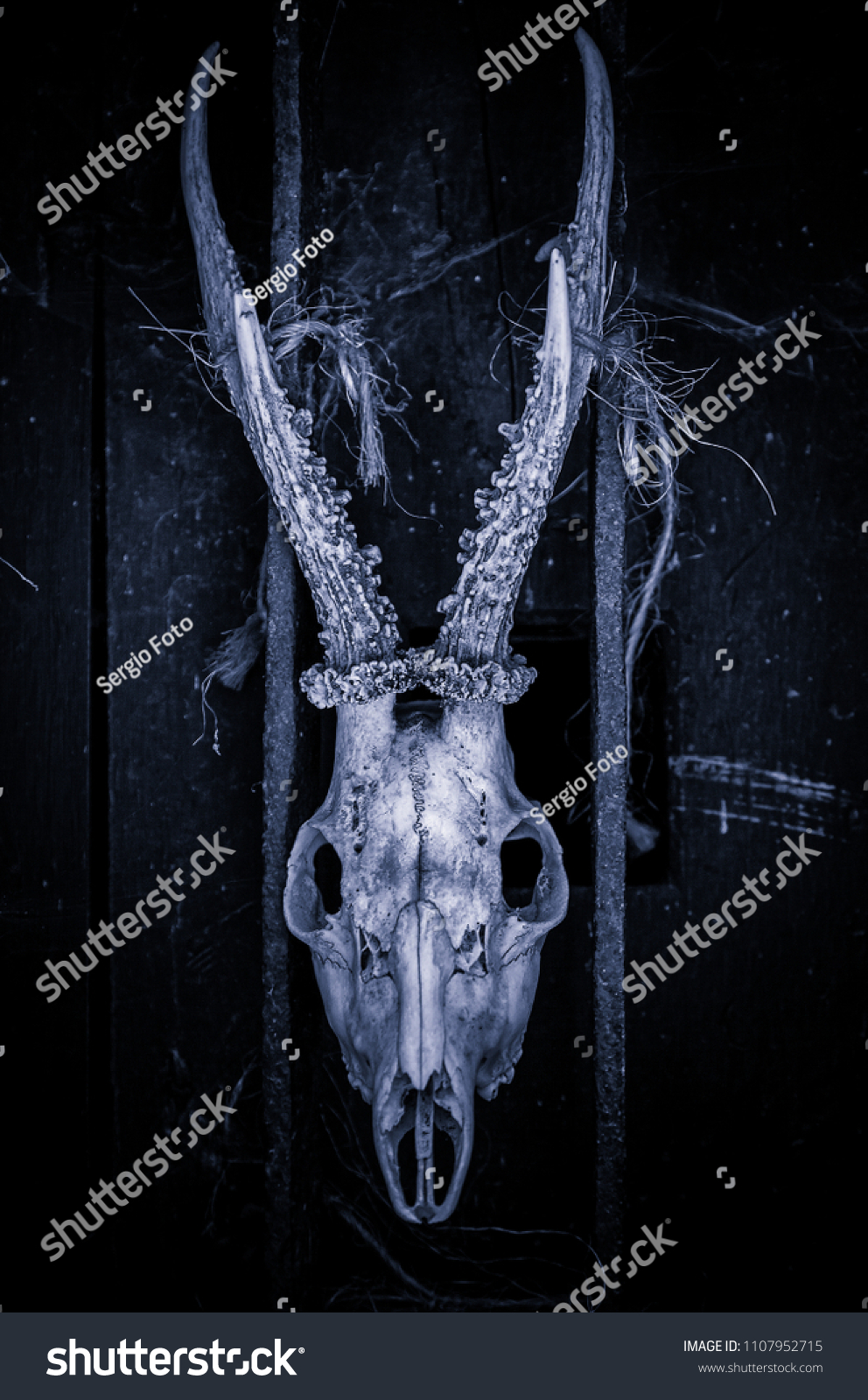 Goat Skulls Terrifying Decoration Halloween Detail Stock Photo