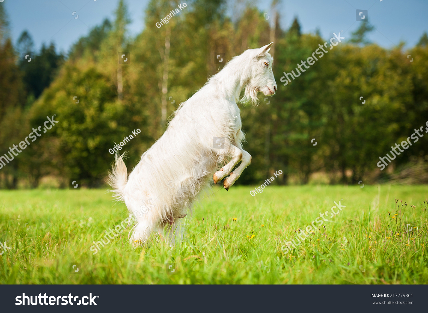 Goat standing up on its hind legs on the pasture Stock Photo 217779361 ...