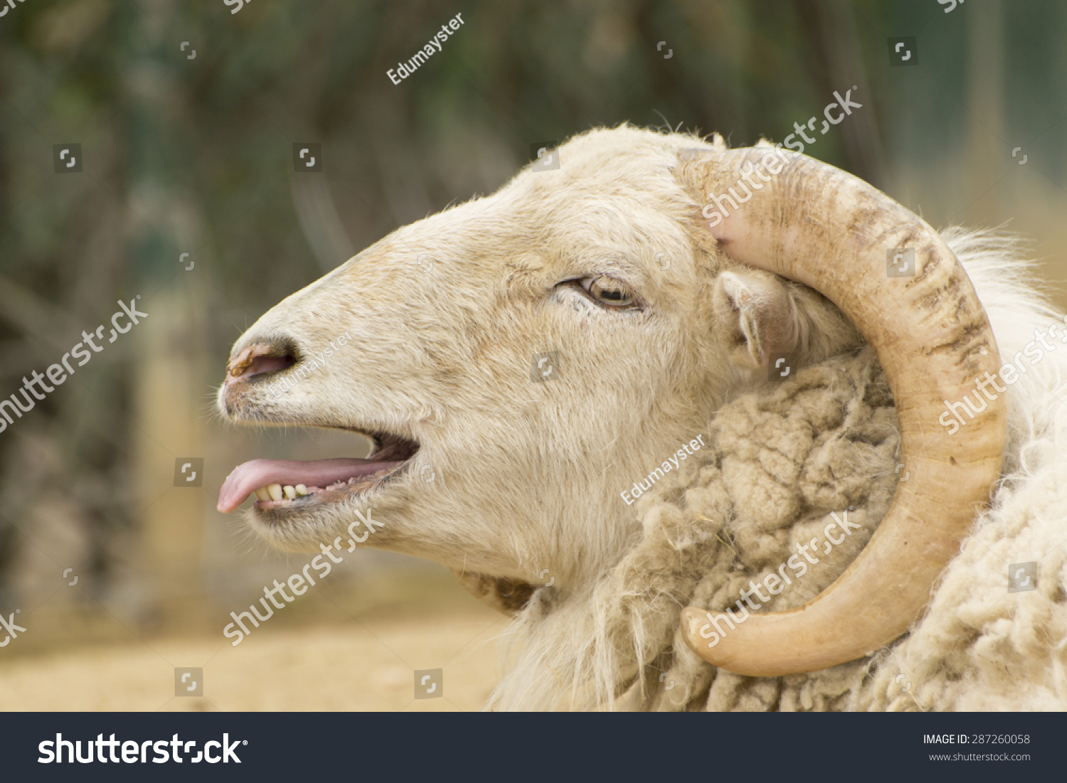 Goat Open Mouth Stock Photo (Edit Now) 287260058