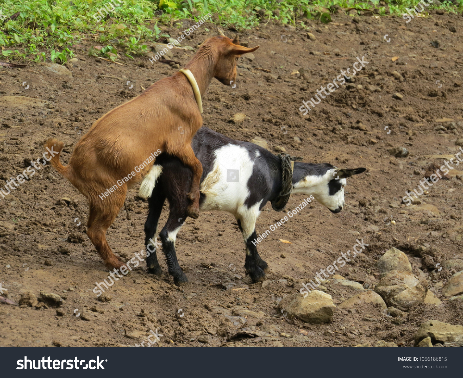 stock-photo-goats-mating-in-the-field-re