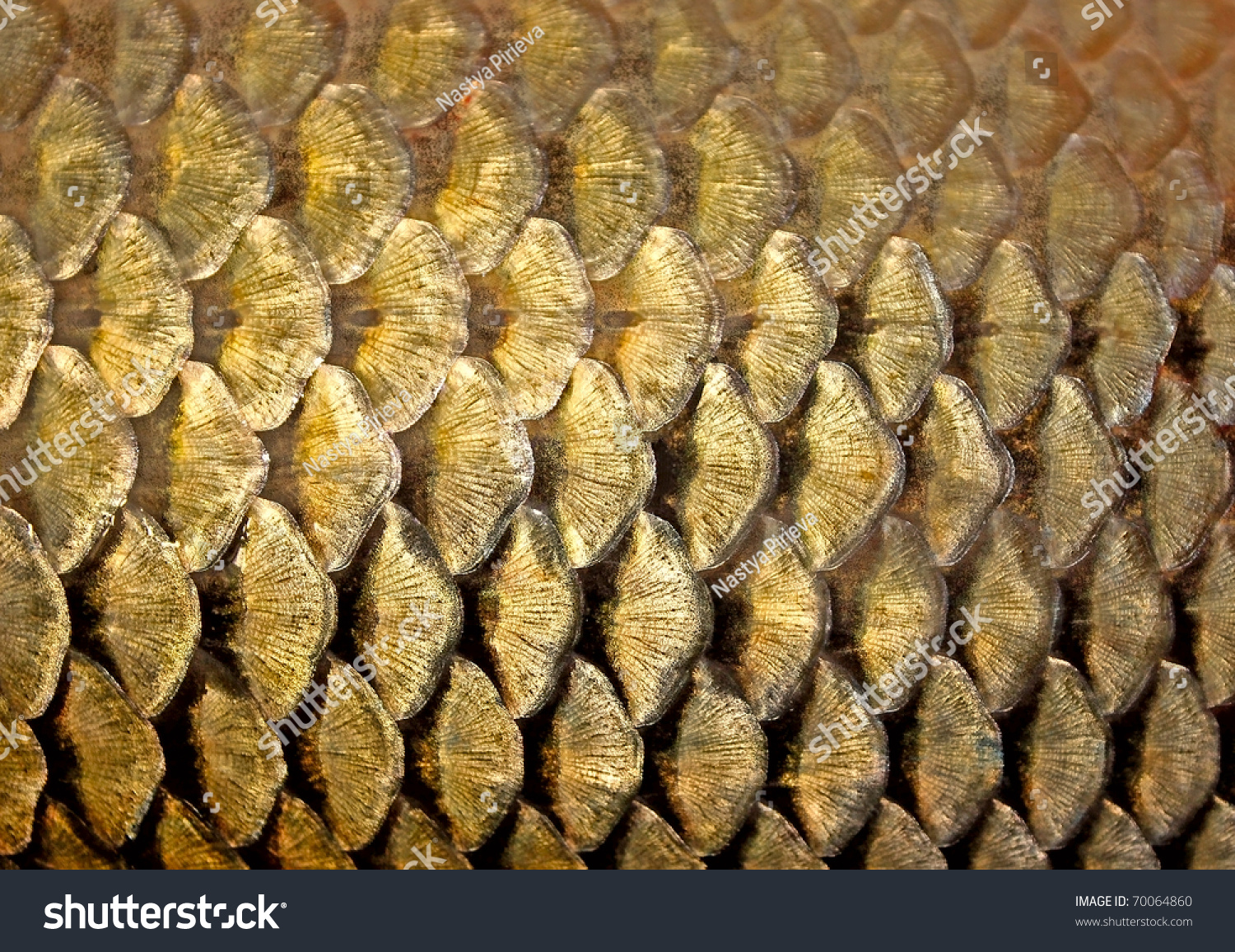 7,285 Industrial fish scales Images, Stock Photos & Vectors | Shutterstock