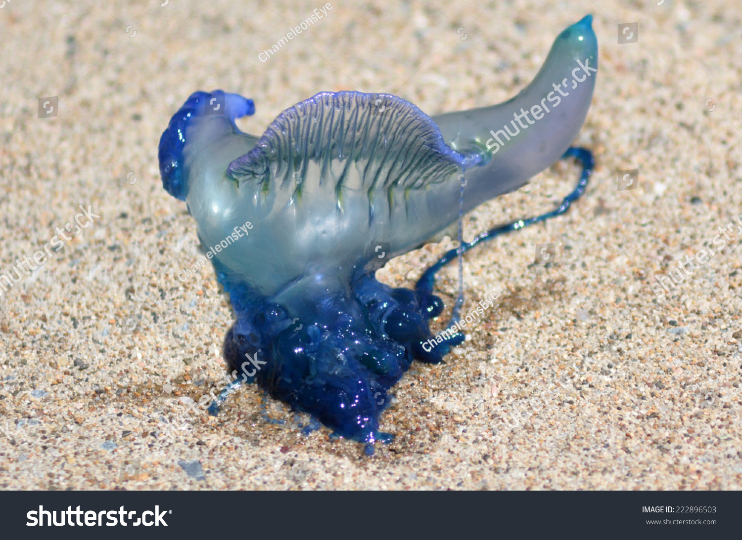 Gold Coast Aus Sep 28 2014bluebottle Stock Photo 222896503 - Shutterstock