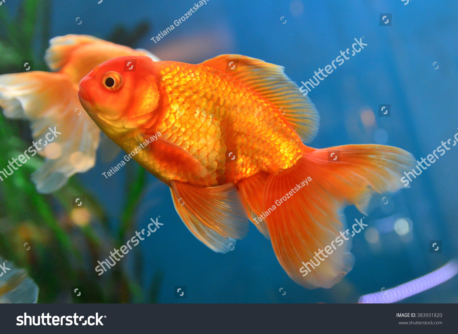 Gold Fish Goldfish Aquarium Stock Photo 383931820 | Shutterstock