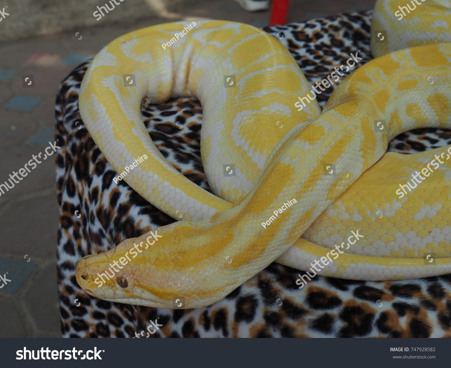 Python Tiger Fabricreticulated Stock-foto (rediger nu) 747928582