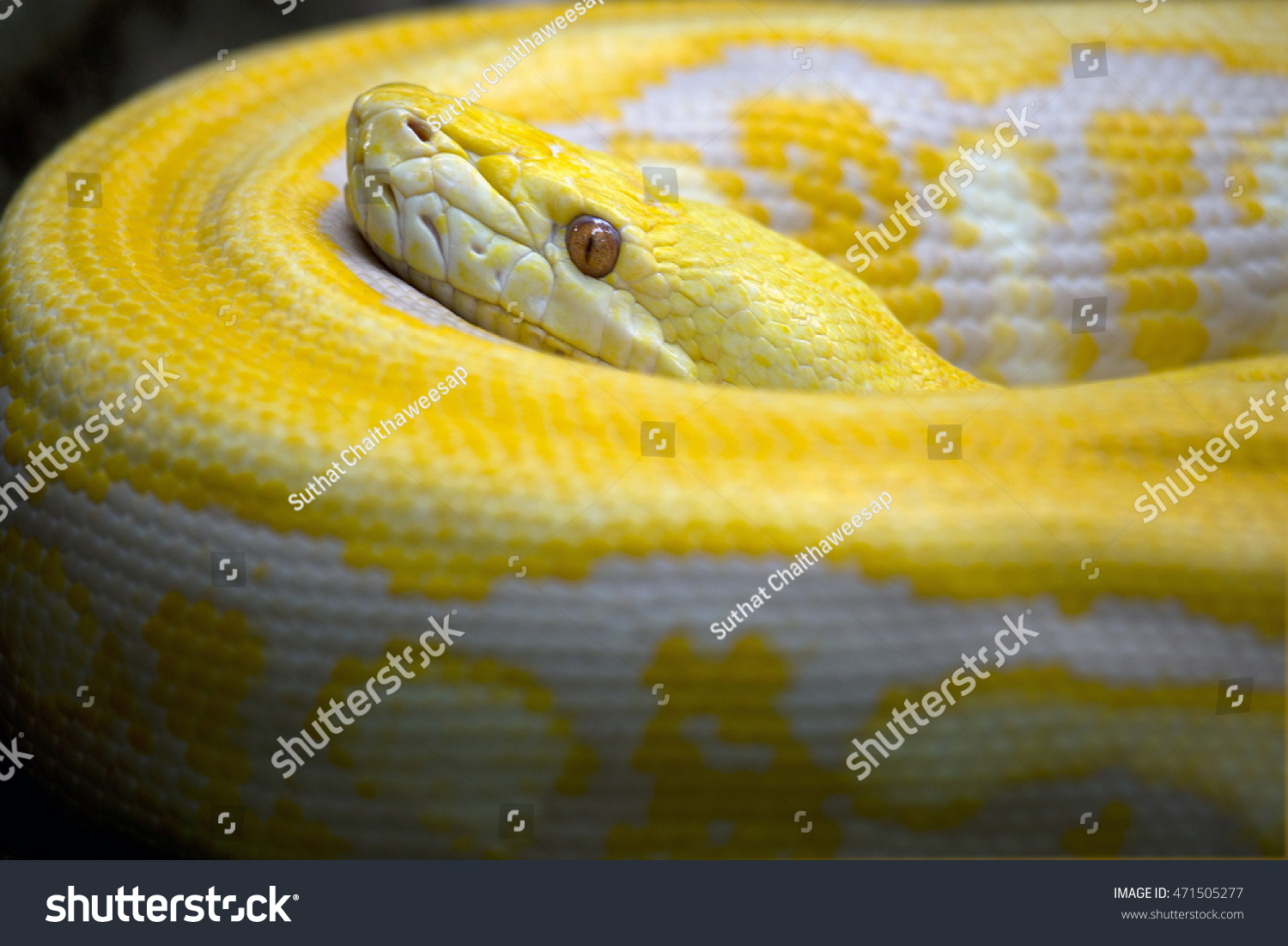 Gold Pythonreticulated Python Python Reticulatus: foto stock (editar ...