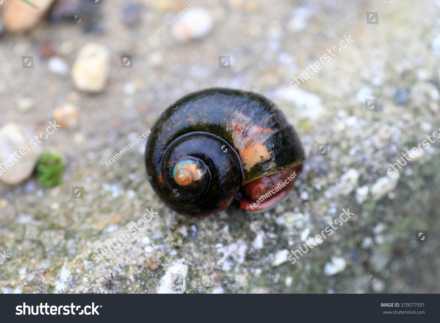 Golden Apple Snail Pomacea Canaliculata Japan Stock Photo Edit Now