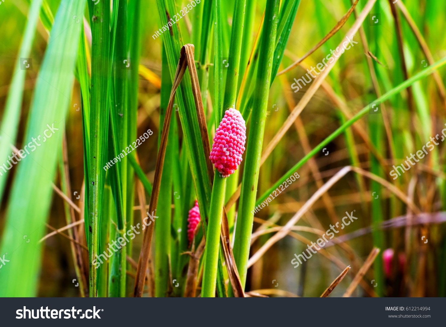 Golden Applesnail Egg Stuck Rice Stock Photo 612214994 | Shutterstock