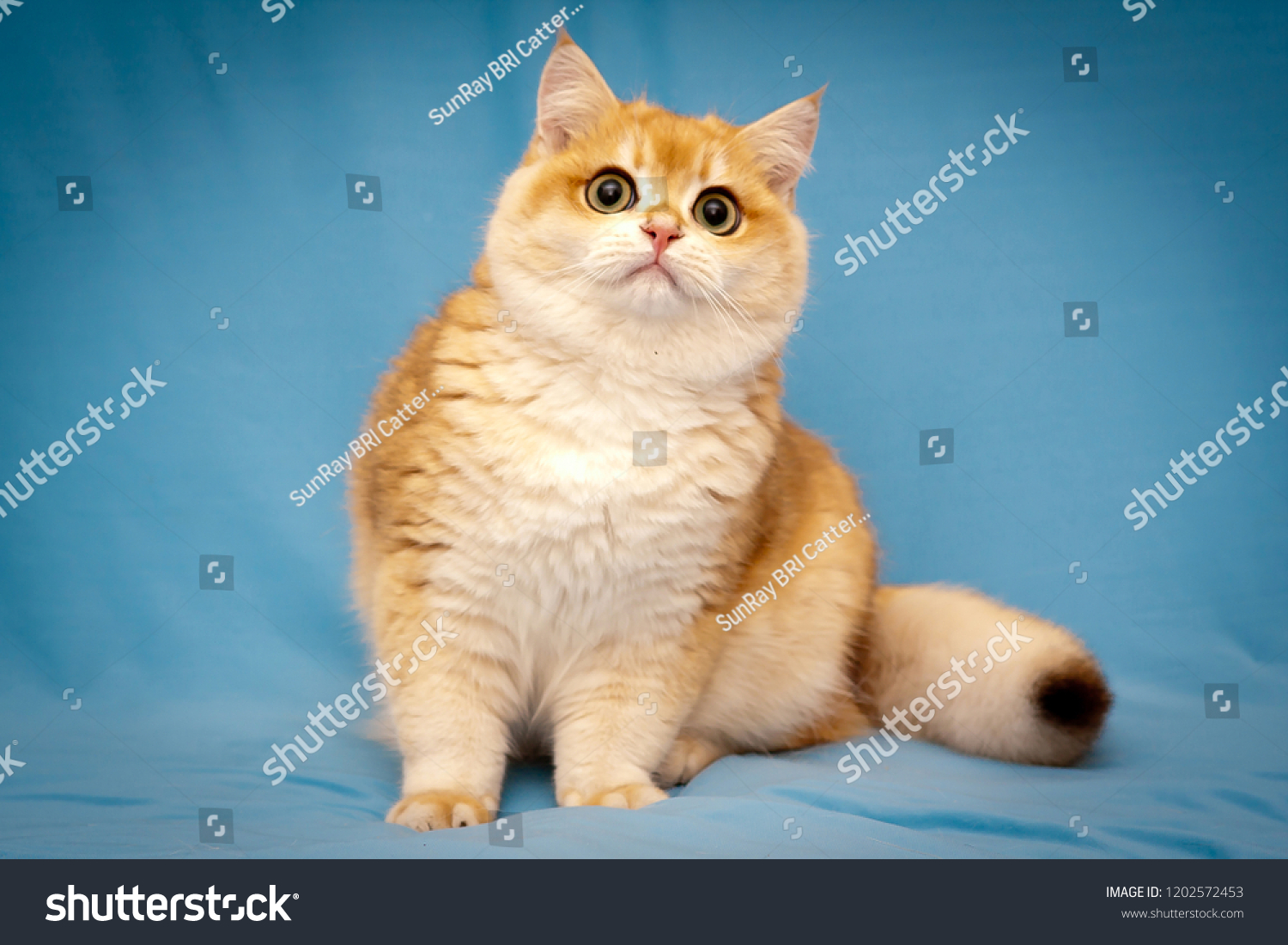 Golden British Cat Fluffy Tail Sits Stock Photo Edit Now 1202572453