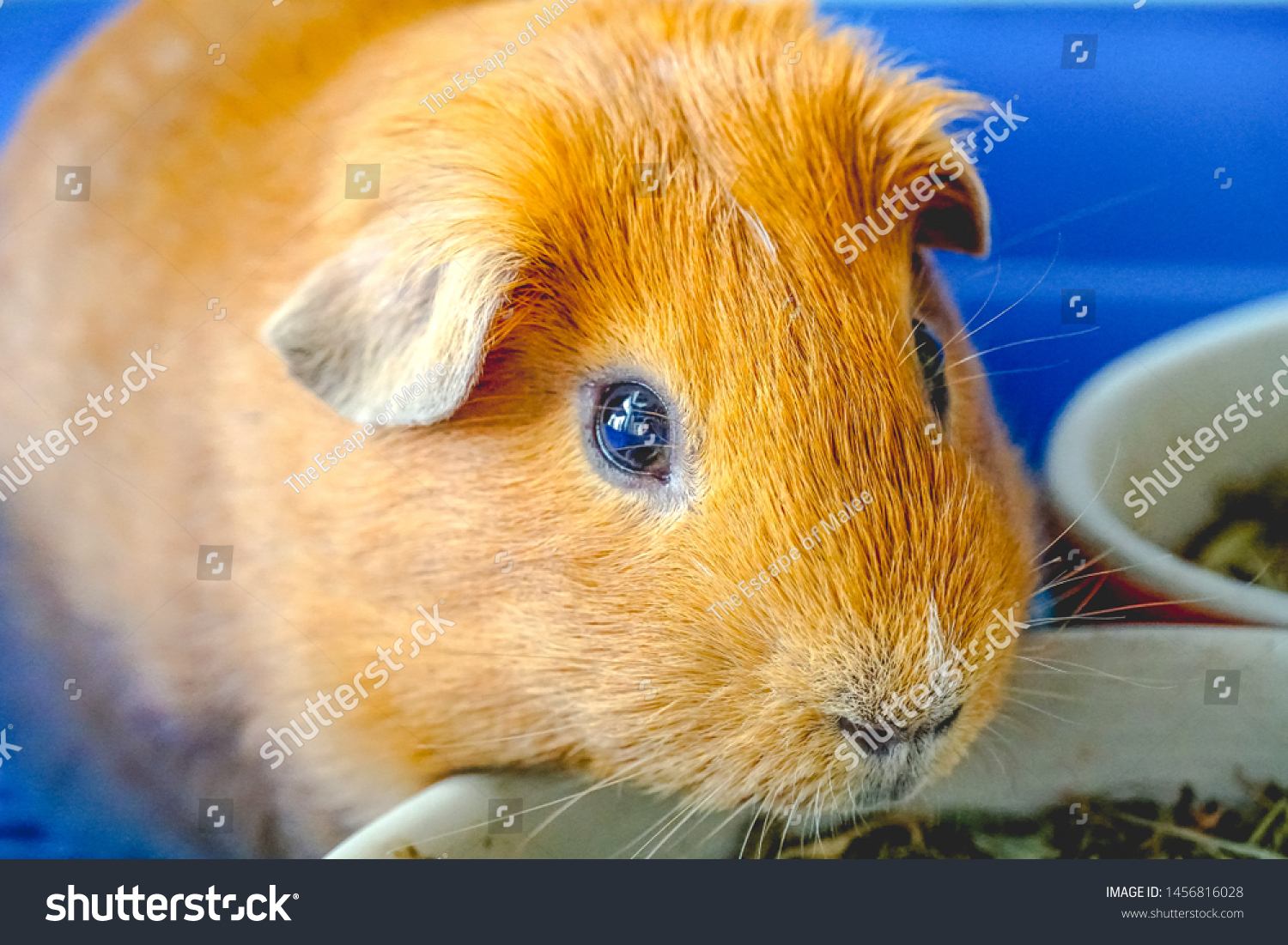 Golden Brown American Shorthair Guinea Pig Stock Photo Edit Now