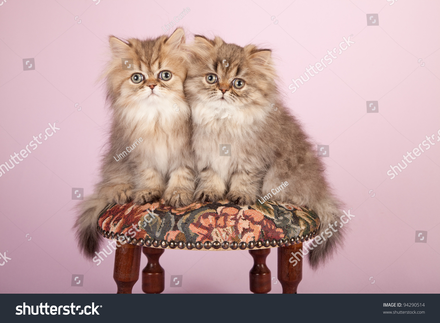 Golden Chinchilla Persian Kittens On Round Stock Photo Edit Now