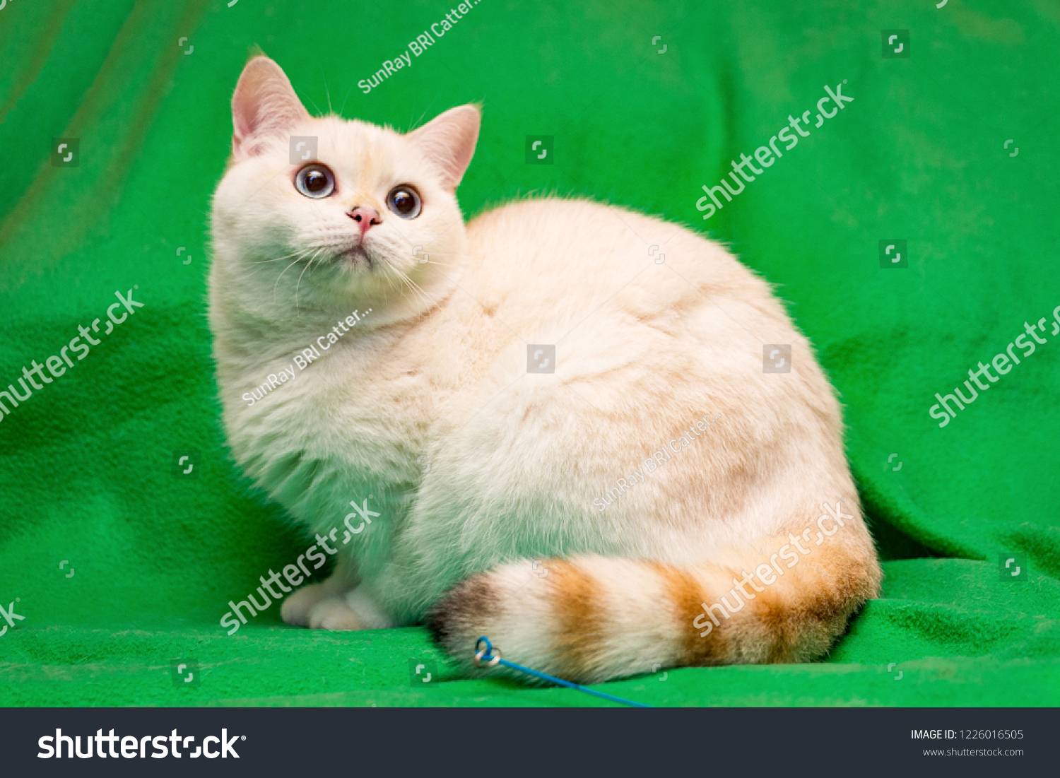 Foto Stok Golden Color Point British Cat Blue (Edit Sekarang 