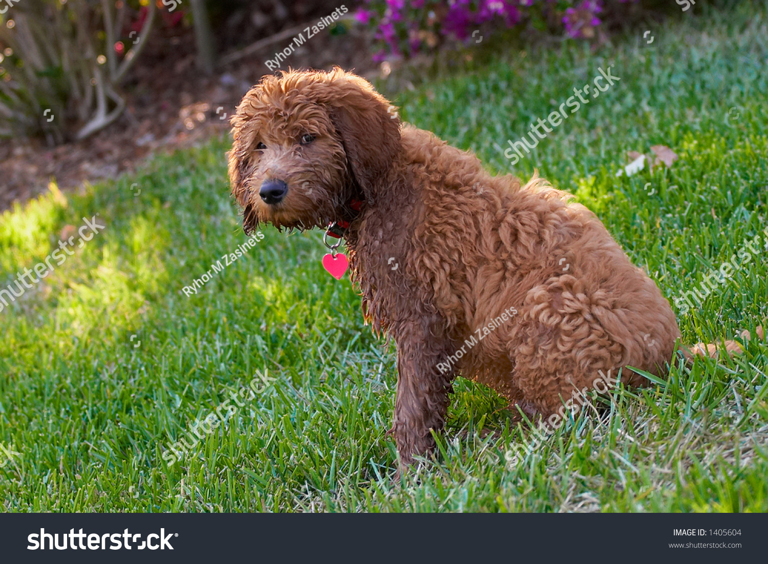 Golden Doodle Dog Puppy Dogs Lawn Stock Photo 1405604