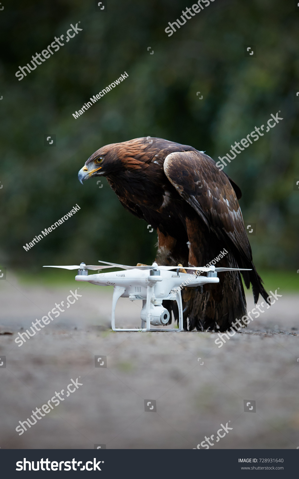 Golden Eagle Aquila Chrysaetos Flying White Stock Photo