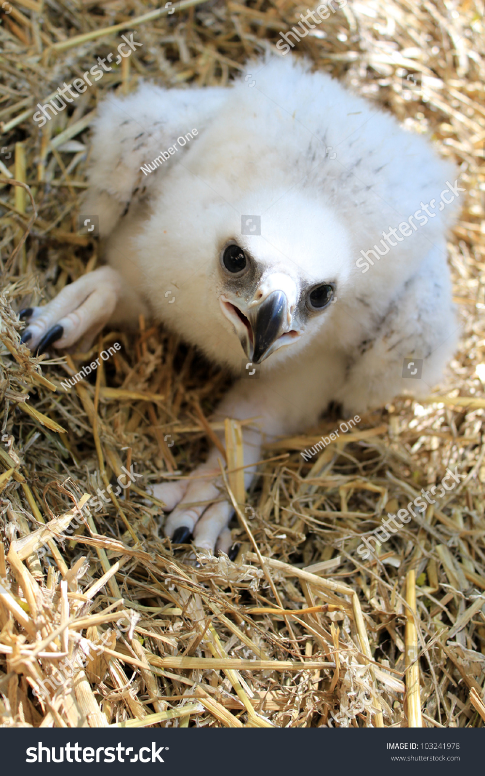 Golden Eagle Baby Stock Photo Edit Now