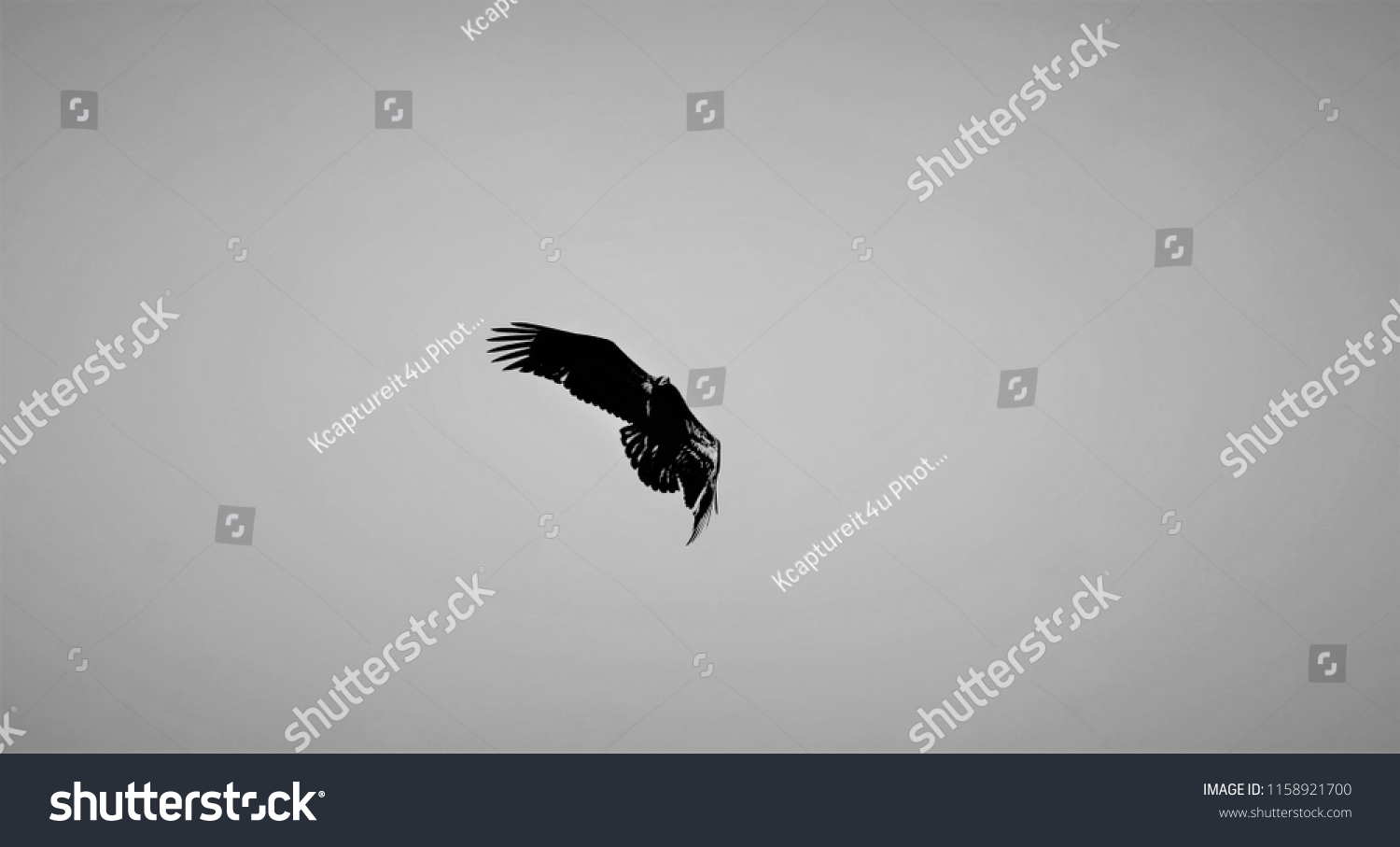 Golden Eagle Banking Left Like Jet Stock Image Download Now