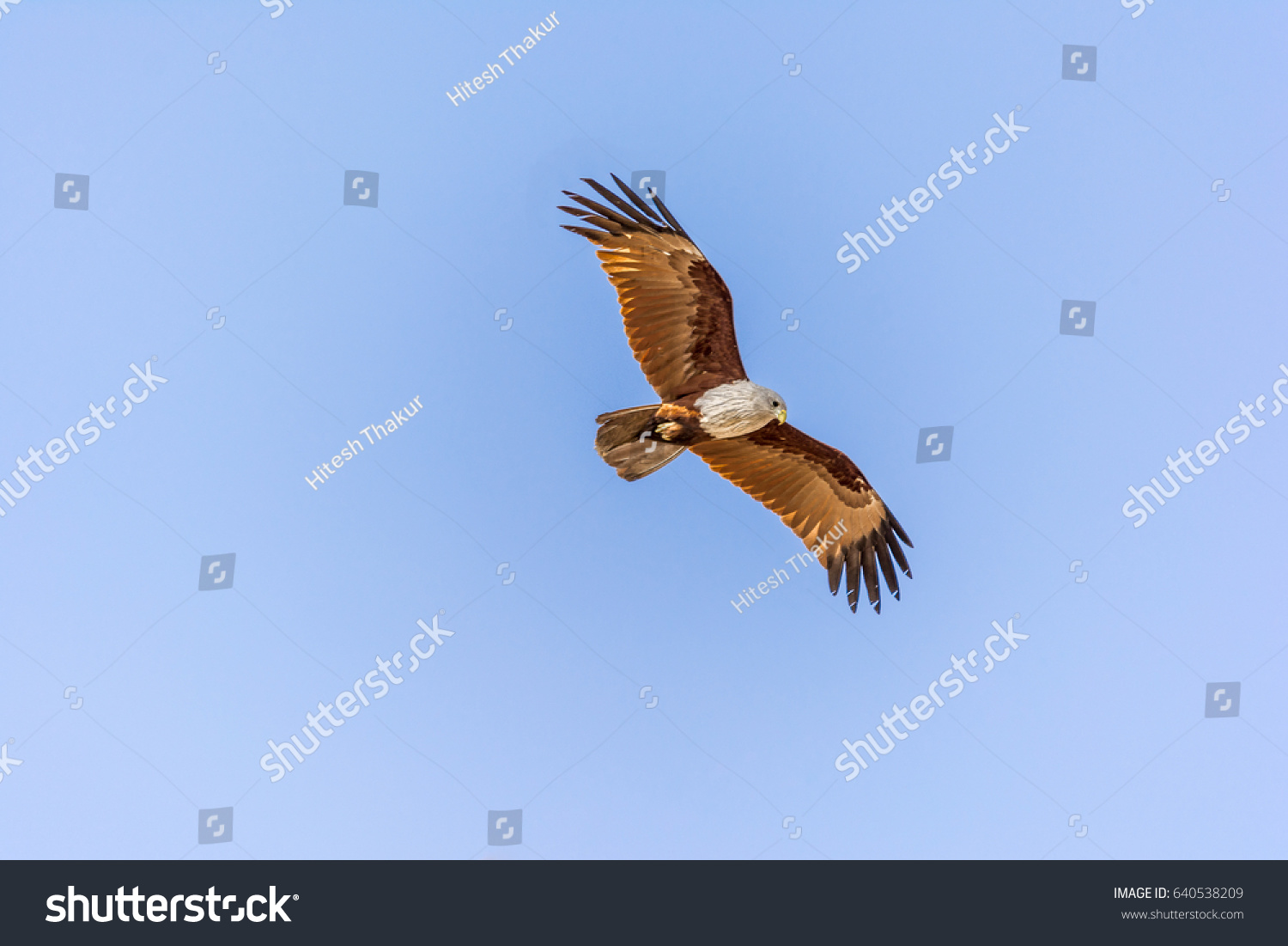 Golden Eagles Flying High Sky Captured Stock Image