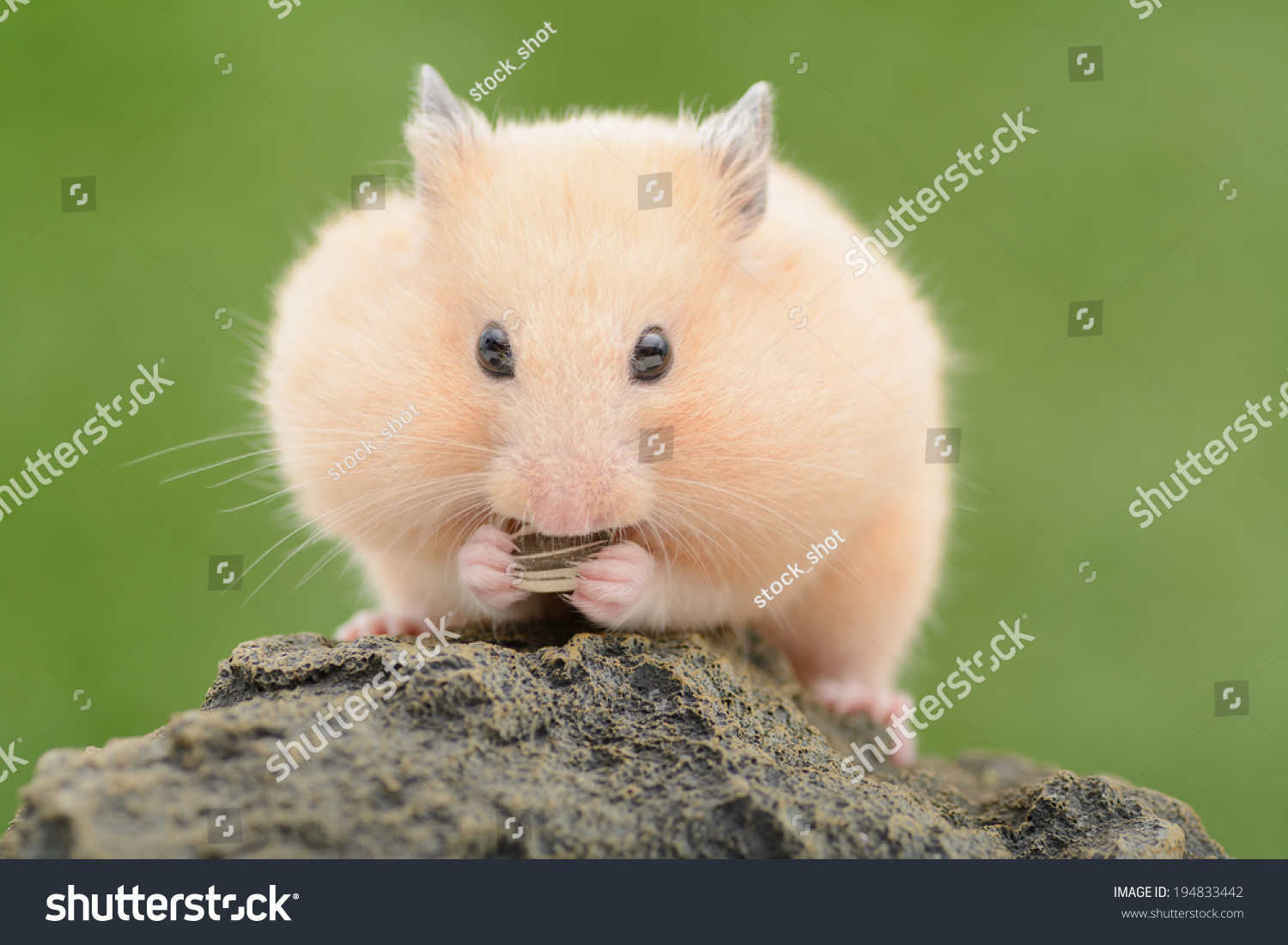 Hamster cheeks Images, Stock Photos & Vectors | Shutterstock