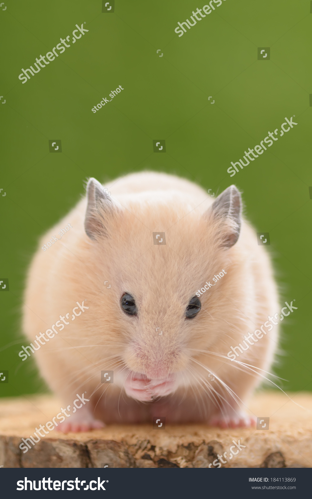 hamster grooming