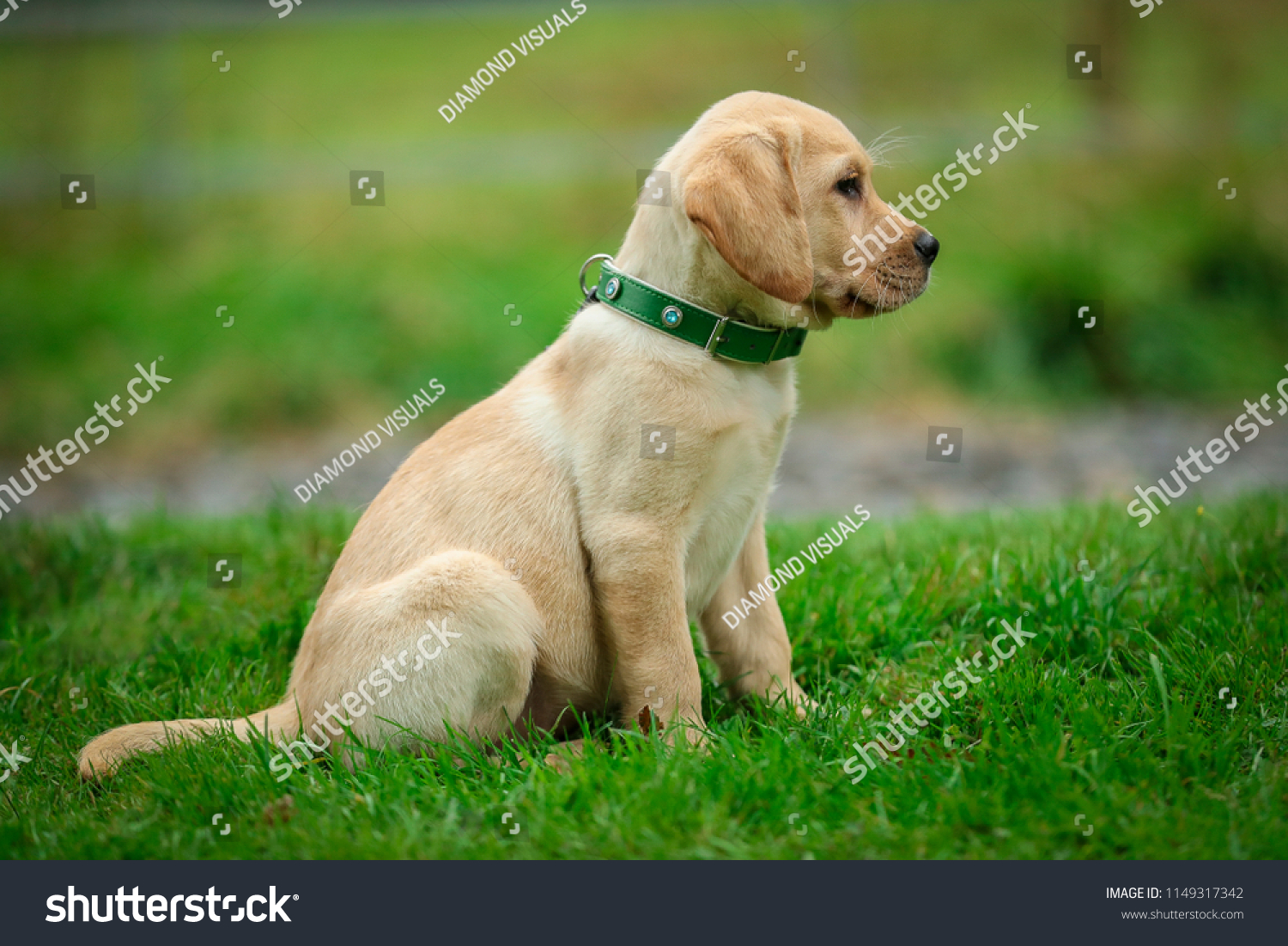 lab puppy collar