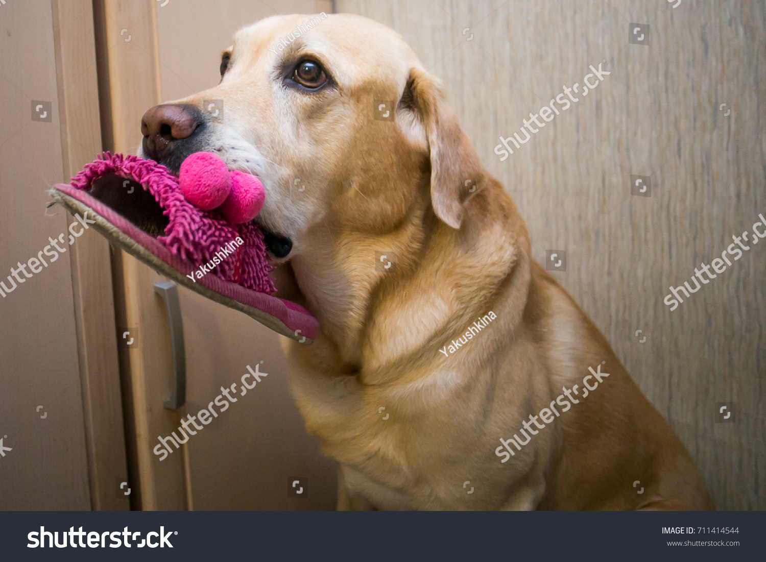 Golden Labrador Retriever Holding Pink 