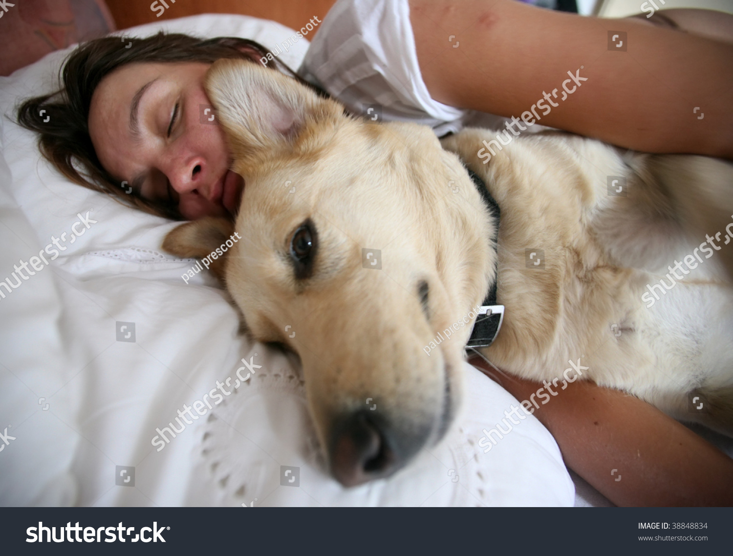 labrador sleeping in bed