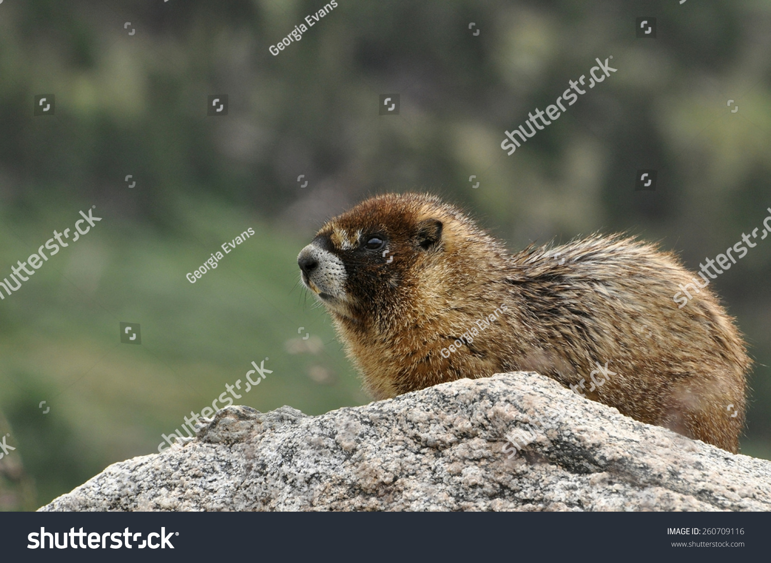 Golden Marmot Acts As A Sentry Keeping Watch On Rocks Above Tree Line ...