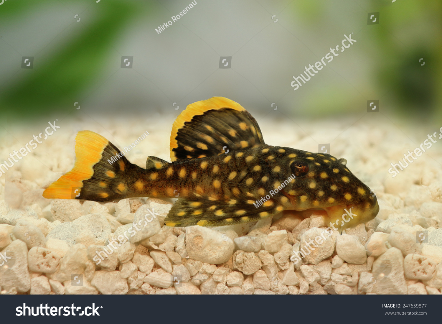 Golden Nugget Pleco Catfish Plecostomus L-018 Baryancistrus Xanthellus ...